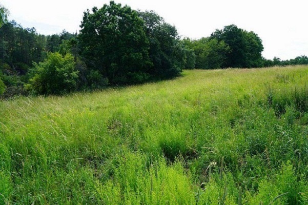 Pozemek u obce Dubá, Dřevčice